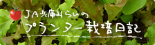 プランター栽培日記