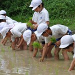 6.13三木市立平田小学校（田植え）