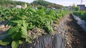 「はりまる」は順調に生長してますよ♪