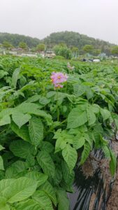 親子農業体験のジャガイモ大きく生長してます♪