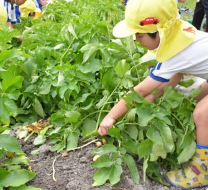 園児がジャガイモとタマネギの収穫を体験