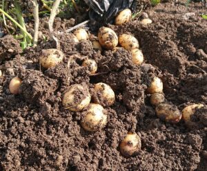 試しに掘ってみたよ♪