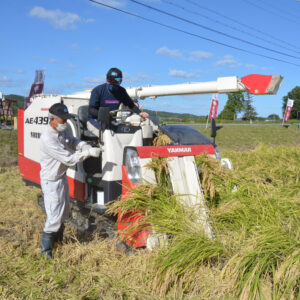 酒造会社による稲刈りを実施しています