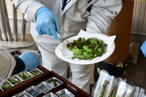 「みらいちゃんアスパラ」の試食会を開催！