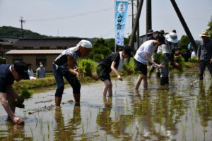 酒造会社の新入社員が山田錦の手植えに挑戦！