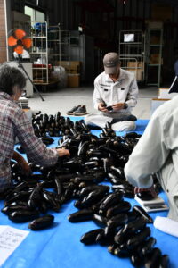 「志染なす」の出荷が始まります！